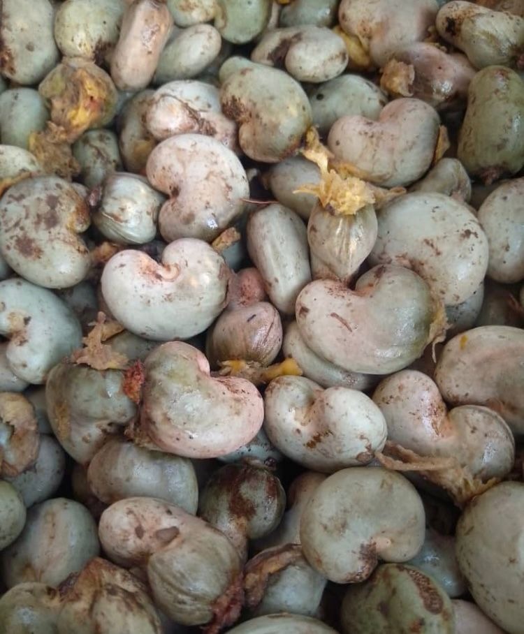 Raw Cashew Nuts